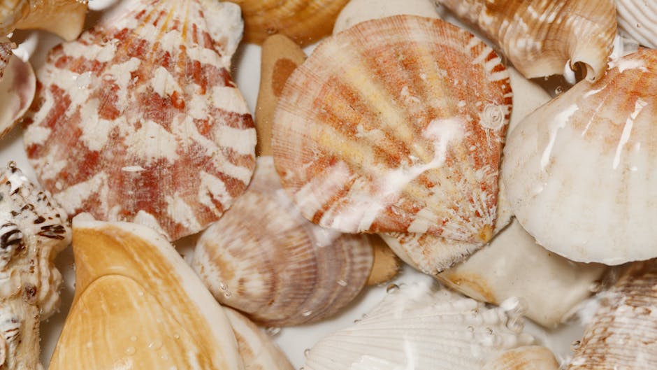A close-up view of a collection of seashells of various shapes, sizes, and textures, some with ridges and others smooth, in shades of beige, brown, orange, and white. The shells are clustered together
